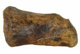 Hadrosaur (Edmontosaur) Metacarpal (Wrist) Bone - South Dakota #117081-1